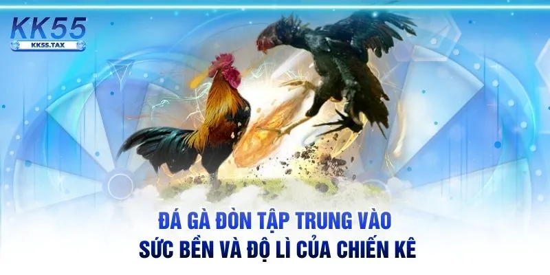 Đá gà đòn tập trung vào sức bền và độ lì của chiến kê