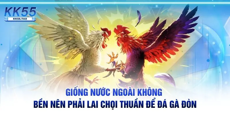 Giống gà Thổ Hà có nhiều thế đá đòn hay